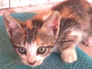 Gato raça Vira lata  idade 2 a 6 meses nome Catarina, perola, na
