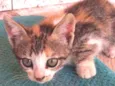 Catarina, perola, na