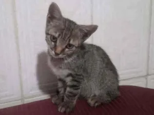Gato raça Indeterminada  idade Abaixo de 2 meses nome Sem nome 