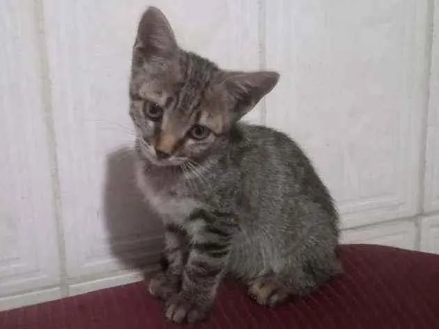 Gato ra a Indeterminada  idade Abaixo de 2 meses nome Sem nome 