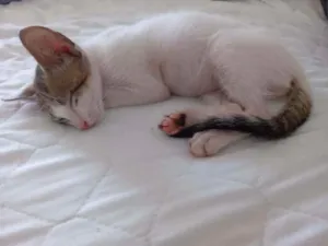 Gato raça SDR idade Abaixo de 2 meses nome Marvin
