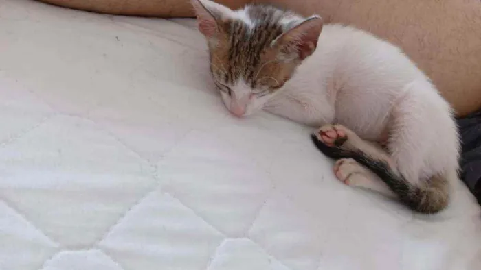 Gato raça SDR idade Abaixo de 2 meses nome Marvin