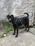 Cachorro raça SRD  idade 3 anos nome Paçoca 