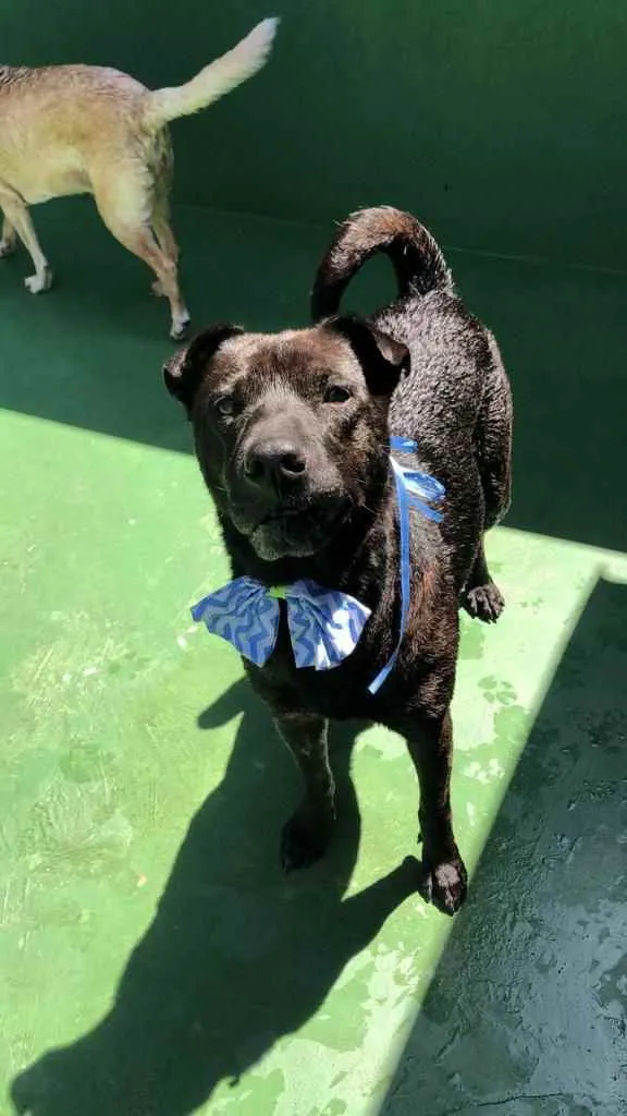 Cachorro raça SRD  idade 3 anos nome Paçoca 