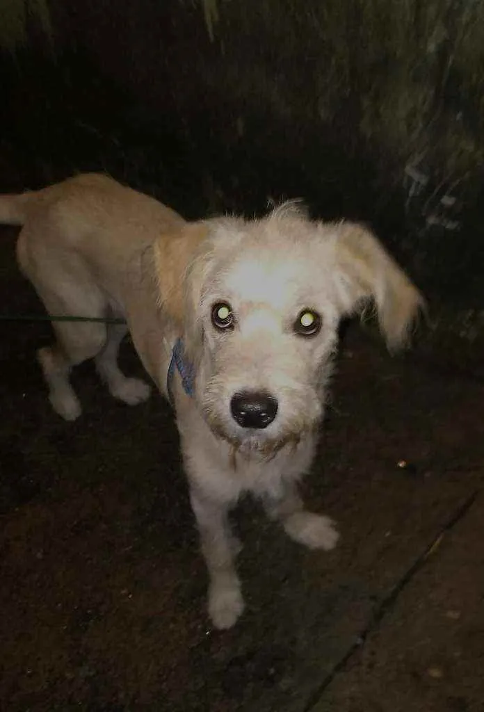 Cachorro ra a SRD idade 7 a 11 meses nome Luck