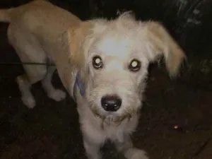 Cachorro raça SRD idade 7 a 11 meses nome Luck