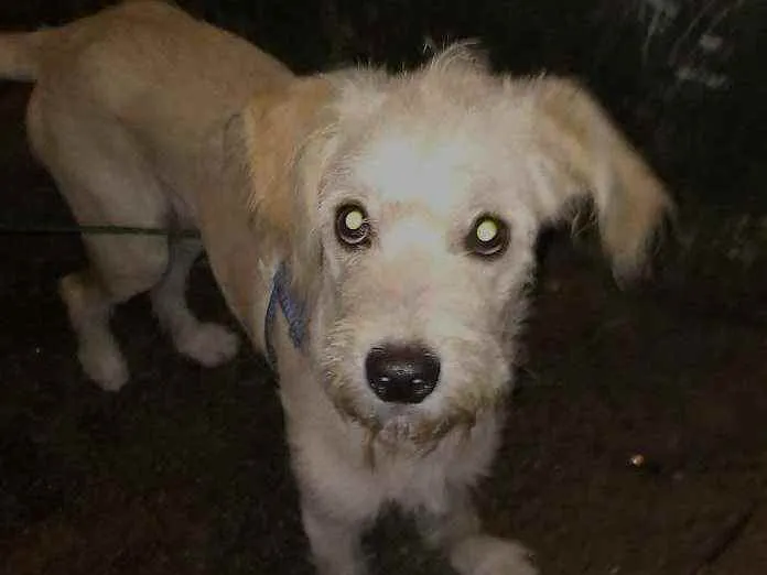 Cachorro ra a SRD idade 7 a 11 meses nome Luck