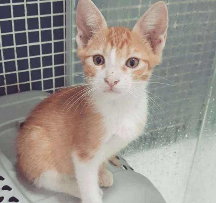Gato ra a SRD idade 2 a 6 meses nome ,...................