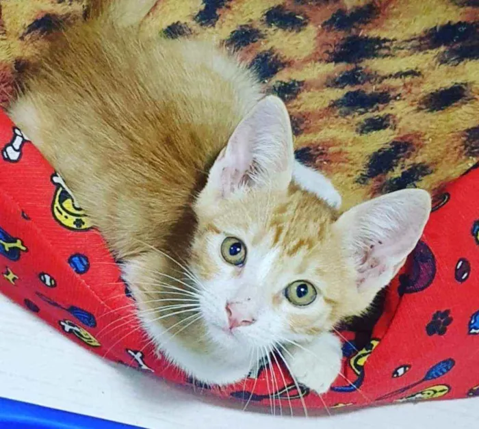 Gato ra a SRD idade 2 a 6 meses nome .........