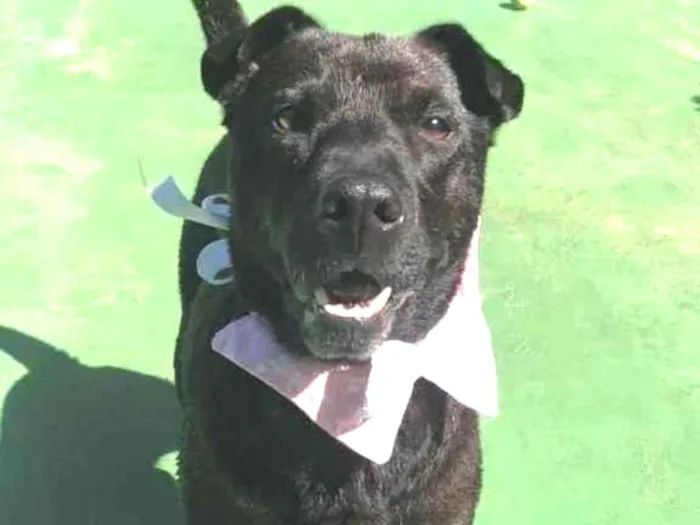 Cachorro raça SRD  idade 3 anos nome Paçoca 