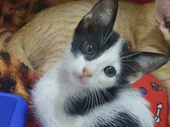 Gato ra a SRD idade 2 a 6 meses nome ...