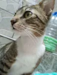 Gata