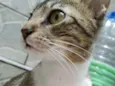 Gata