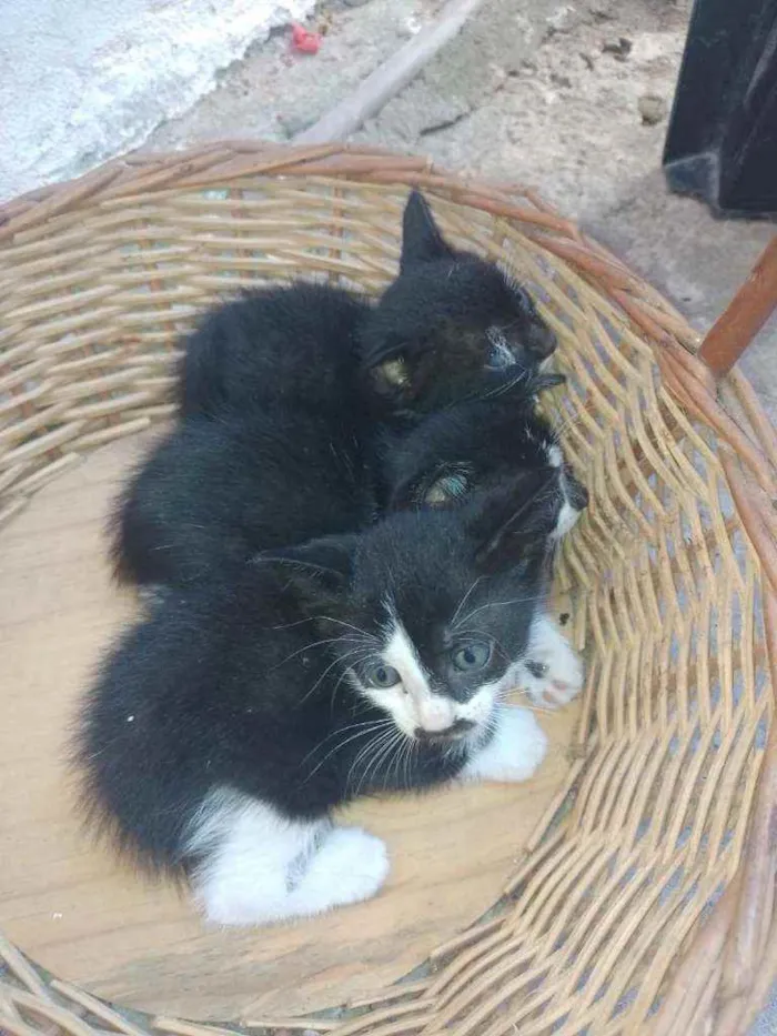 Gato raça  idade Abaixo de 2 meses nome Sem nome ainda 