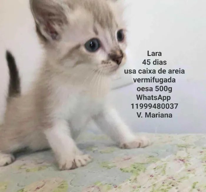 Gato raça Sem raça definida  idade Abaixo de 2 meses nome Filhotes fêmeas 