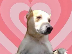 Cachorro raça Srd idade 1 ano nome Trovão bonzinho 