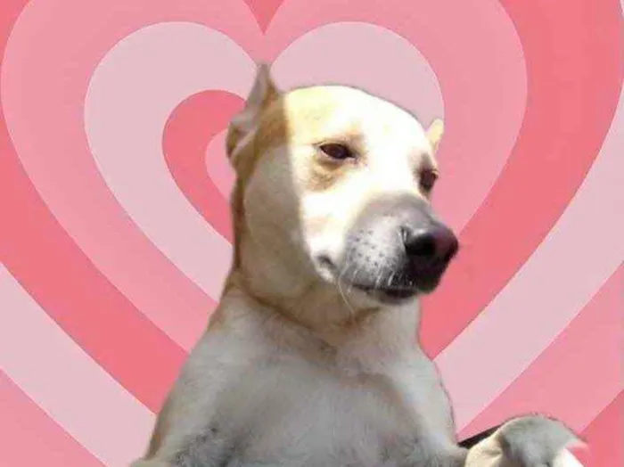 Cachorro raça Srd idade 1 ano nome Trovão bonzinho 