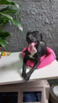 Cachorro raça Srd idade 7 a 11 meses nome Alina Linda bb9meses