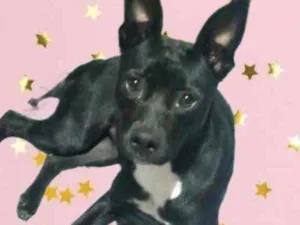 Cachorro raça Srd idade 7 a 11 meses nome Alina Linda bb9meses