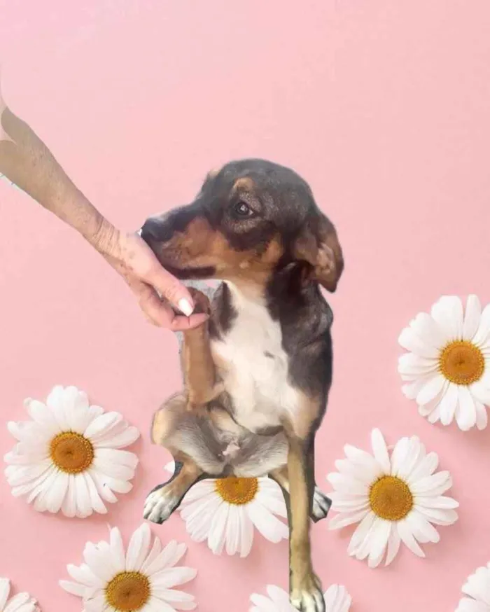 Cachorro raça Srd  idade 7 a 11 meses nome Carly  bb8meses 