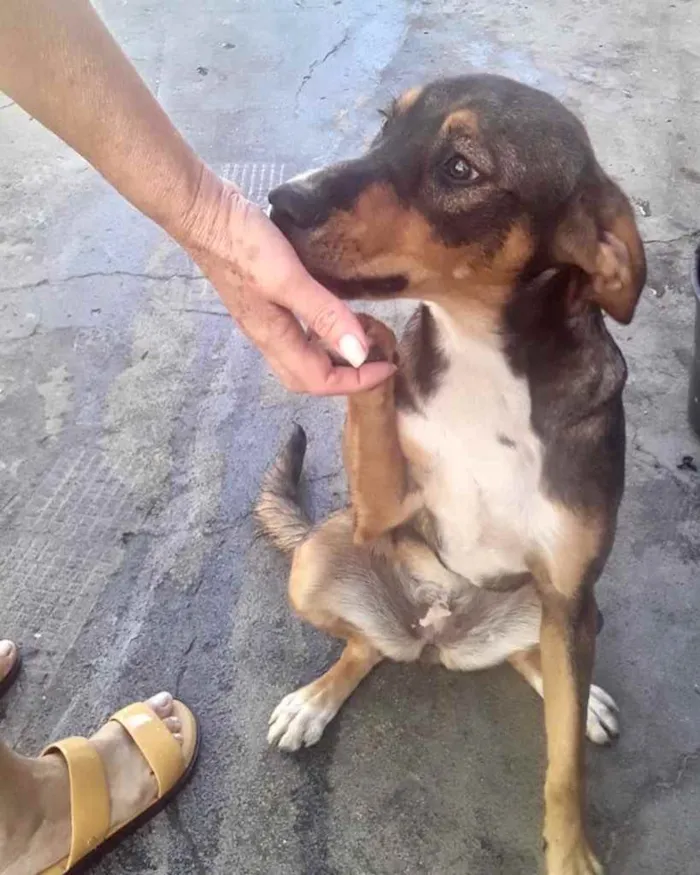 Cachorro raça Srd  idade 7 a 11 meses nome Carly  bb8meses 