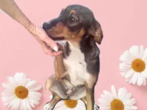 Cachorro raça Srd  idade 7 a 11 meses nome Carly  bb8meses 