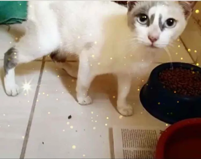 Gato raça Srd idade 7 a 11 meses nome Gigi Linda gatinha