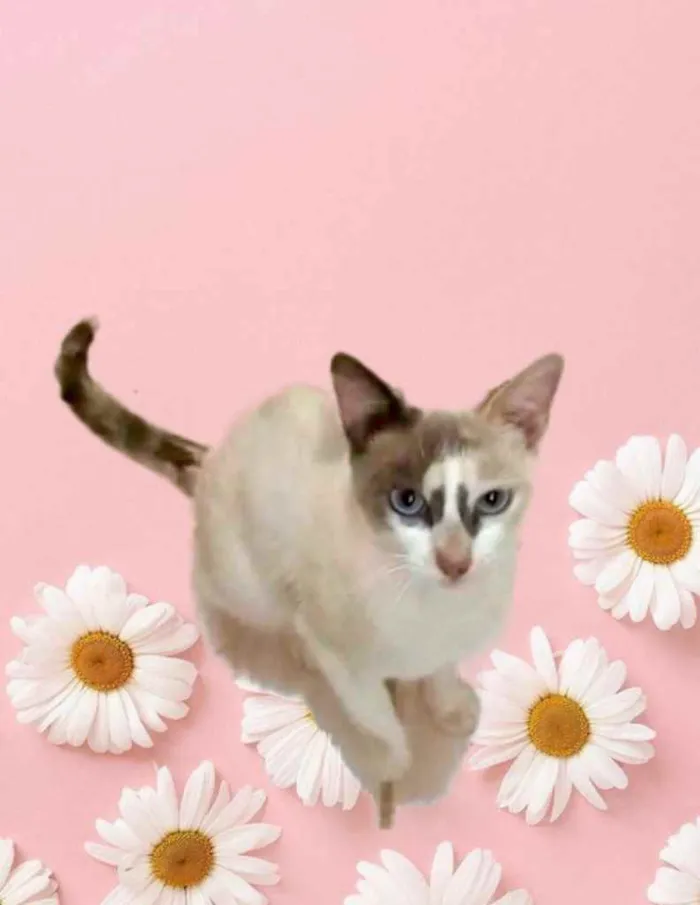 Gato raça Srd idade 7 a 11 meses nome Gigi Linda gatinha