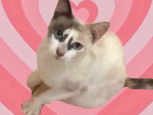 Gato raça Srd idade 7 a 11 meses nome Gigi Linda gatinha