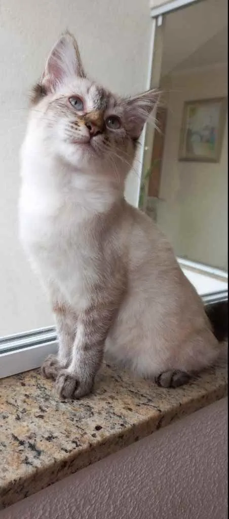 Gato raça Srd idade 2 a 6 meses nome Misha bb3meses 