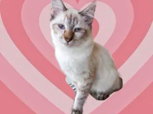 Gato raça Srd idade 2 a 6 meses nome Misha bb3meses 