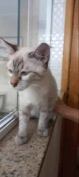 Gato raça Srd idade 2 a 6 meses nome Pipoca bb3meses 