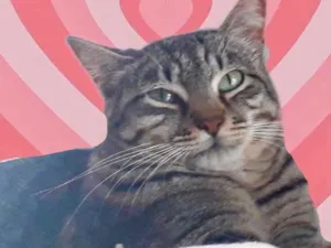 Gato raça Srd idade 1 ano nome Giorgio Armani 
