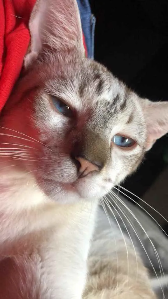 Gato ra a Sem raça  idade 2 anos nome Tanjiro