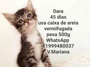 Gato raça Sem raça definida  idade Abaixo de 2 meses nome Filhotes fêmeas 