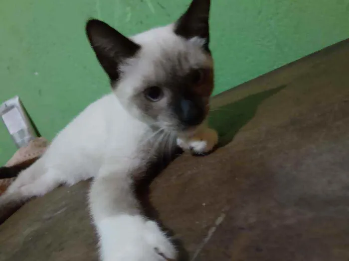 Gato ra a Siamês  idade 2 a 6 meses nome Não tem nome 