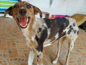 Cachorro raça SRD idade 1 ano nome Missi