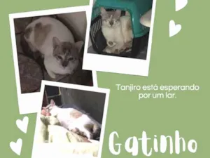 Gato raça Sem raça  idade 2 anos nome Tanjiro