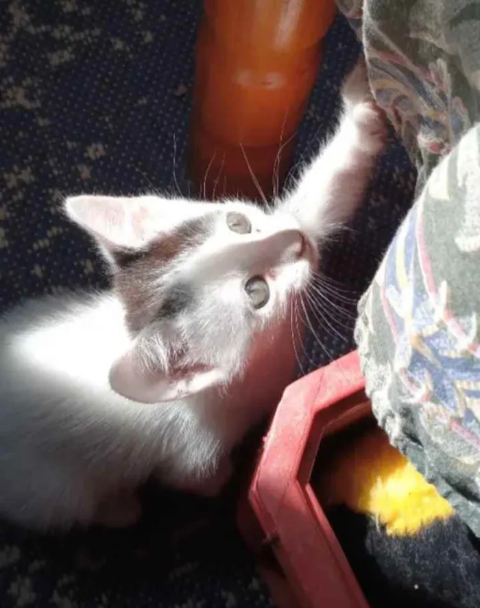 Gato ra a  idade 2 a 6 meses nome Sem nome por enquant