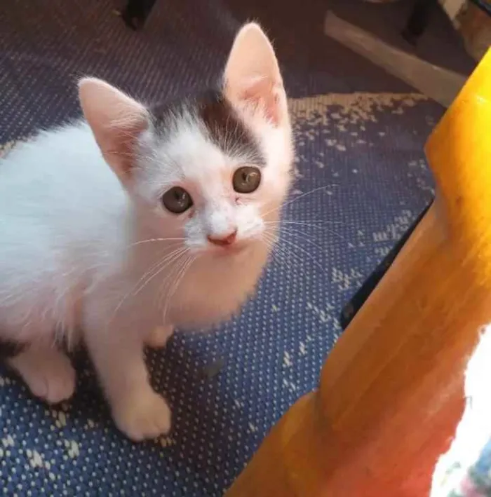 Gato ra a  idade 2 a 6 meses nome Sem nome por enquant