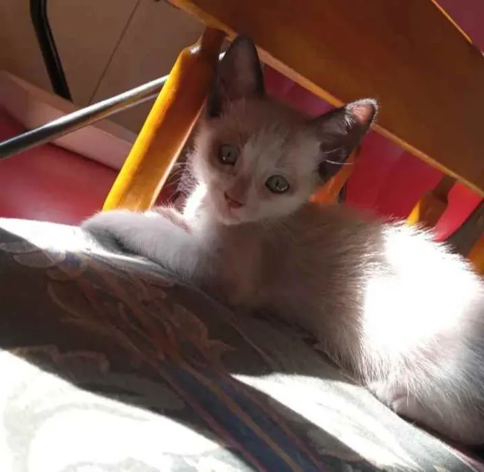 Gato ra a  idade 2 a 6 meses nome Sem nome por enquant