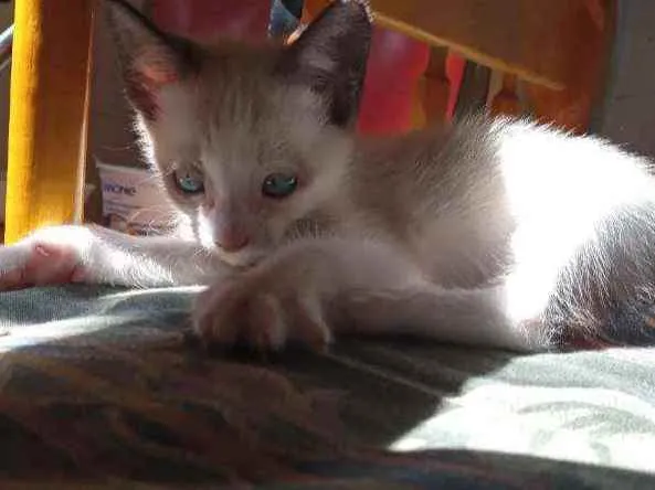 Gato ra a  idade 2 a 6 meses nome Sem nome por enquant