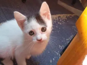 Gato raça  idade 2 a 6 meses nome Sem nome por enquant