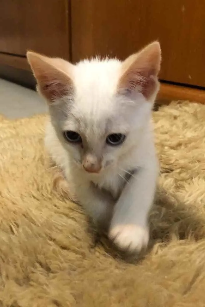 Gato ra a Srd idade Abaixo de 2 meses nome Gael 