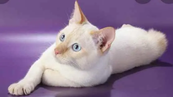 Gato ra a Srd idade Abaixo de 2 meses nome Gael 