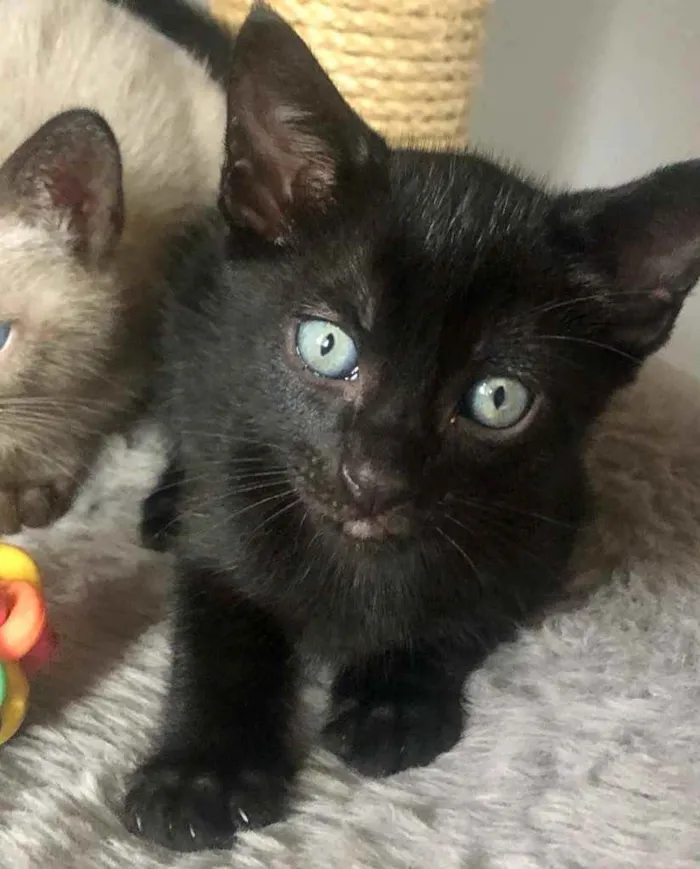 Gato ra a Srd idade Abaixo de 2 meses nome Rafinha