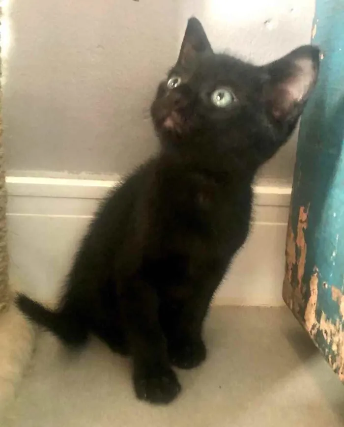 Gato ra a Srd idade Abaixo de 2 meses nome Rafinha