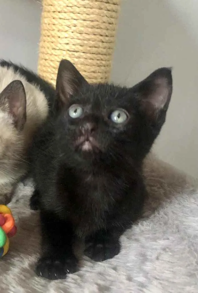 Gato ra a Srd idade Abaixo de 2 meses nome Rafinha