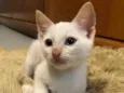 Gael 