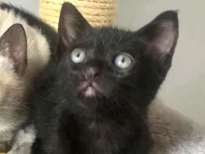 Gato raça Srd idade Abaixo de 2 meses nome Rafinha